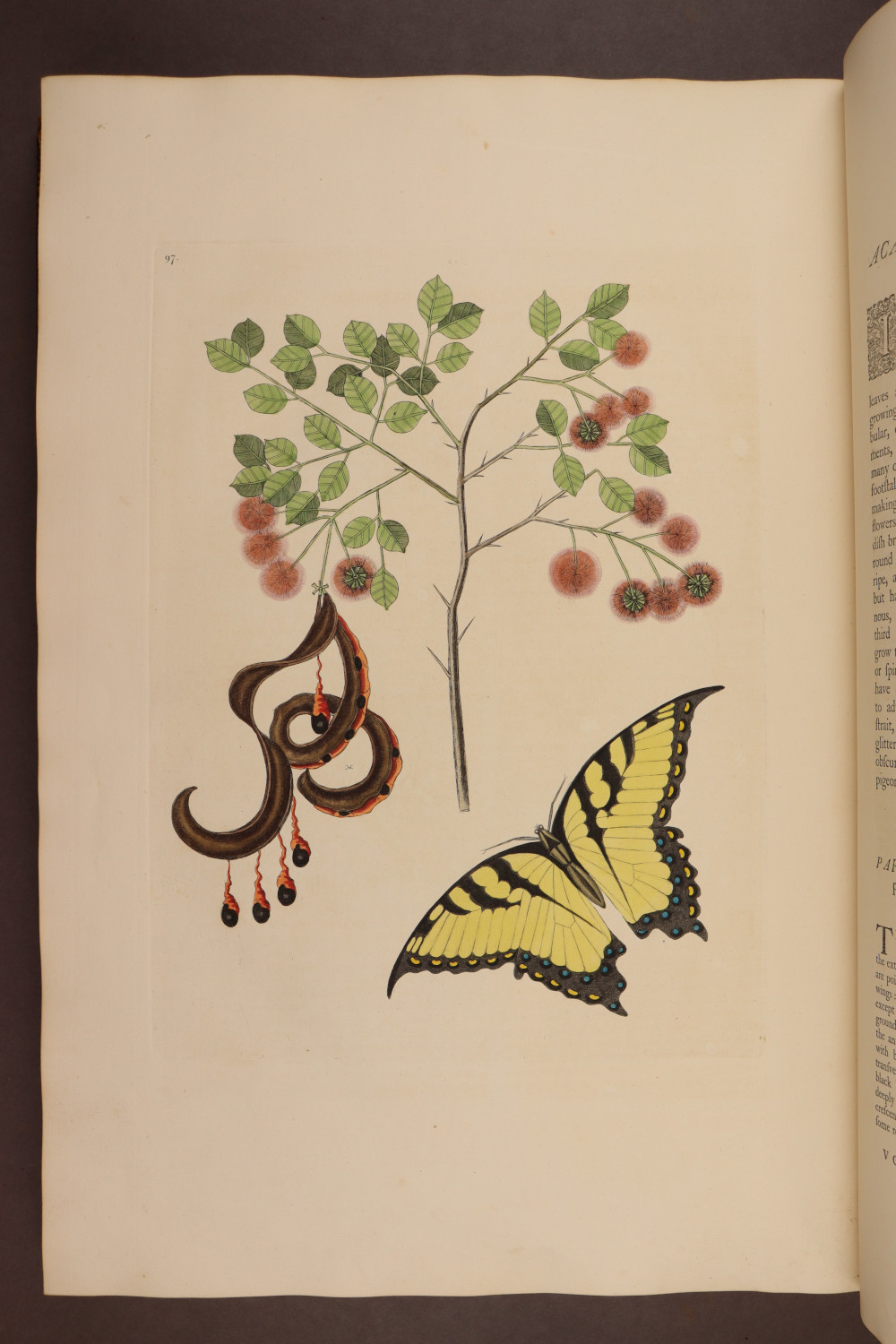 Plate 97